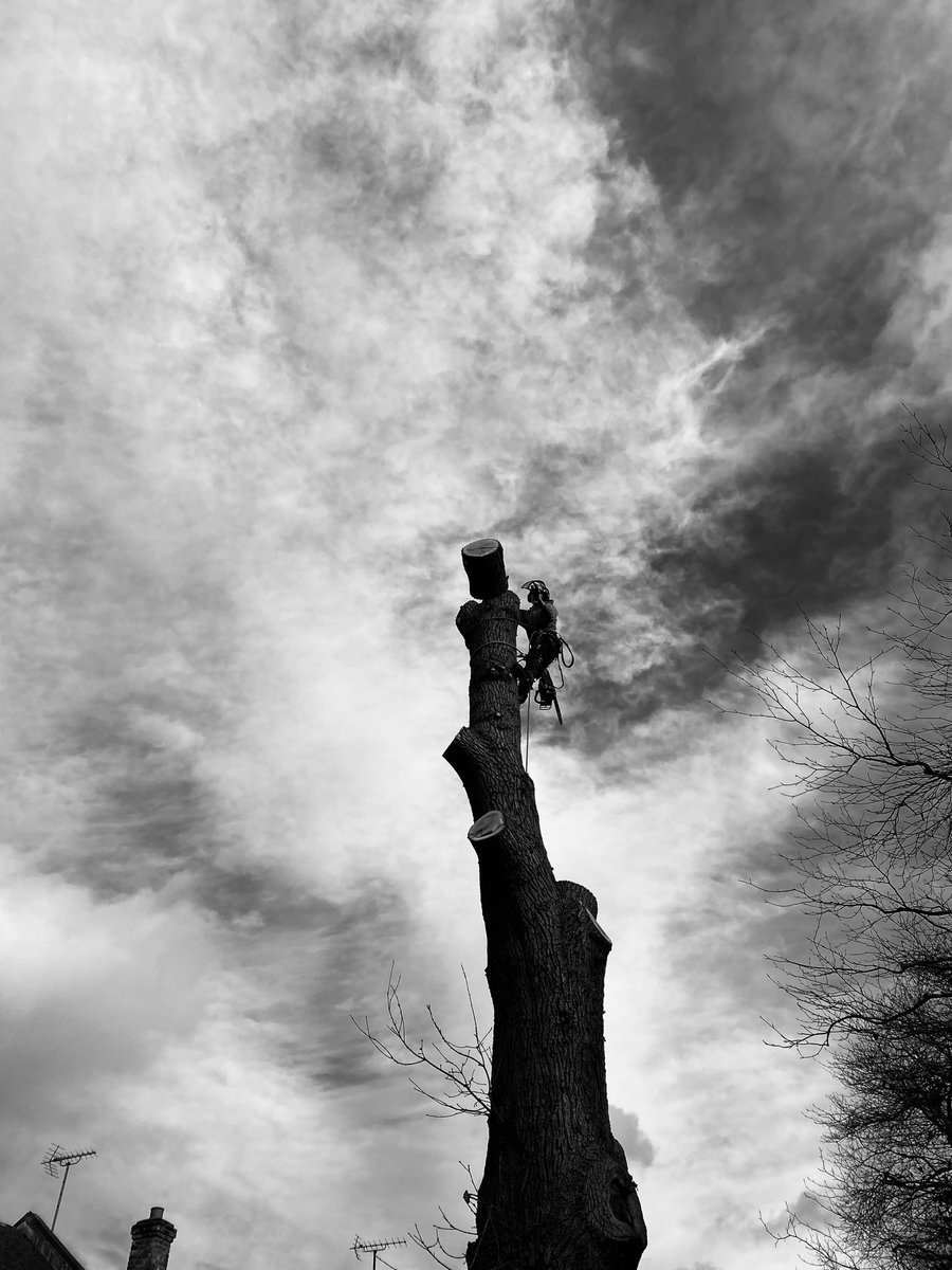 franksforestry's tweet photo. WHAT IS ARBORICULTURE?           
It is a question we will all have been asked over the years. We might respond with a technical definition,
something like "the science and practice of the cultivation, establishment and
management of amenity trees for the benefit of society." https://t.co/2xjbumA32Q