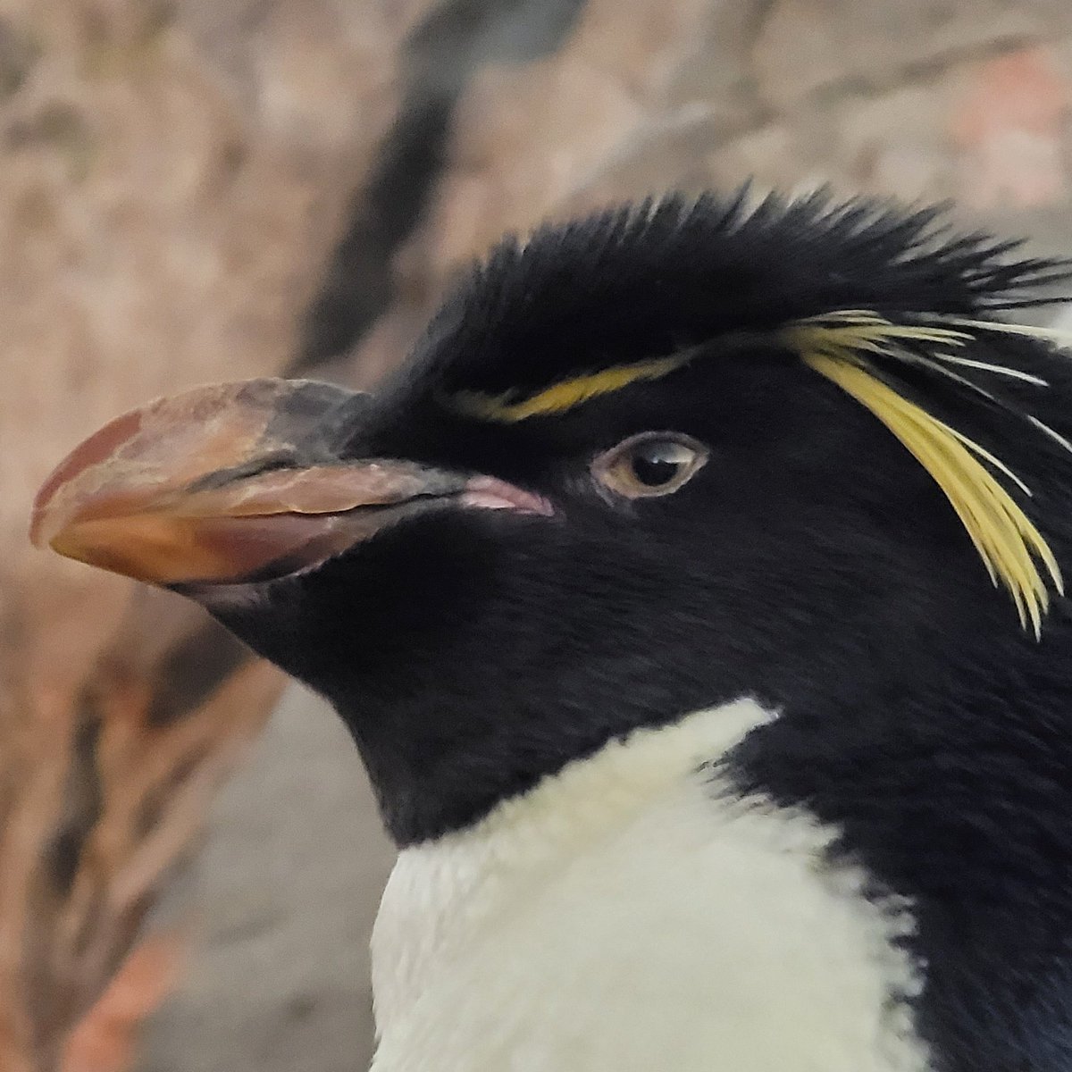 STLPenguin's tweet image. #NewProfilePic