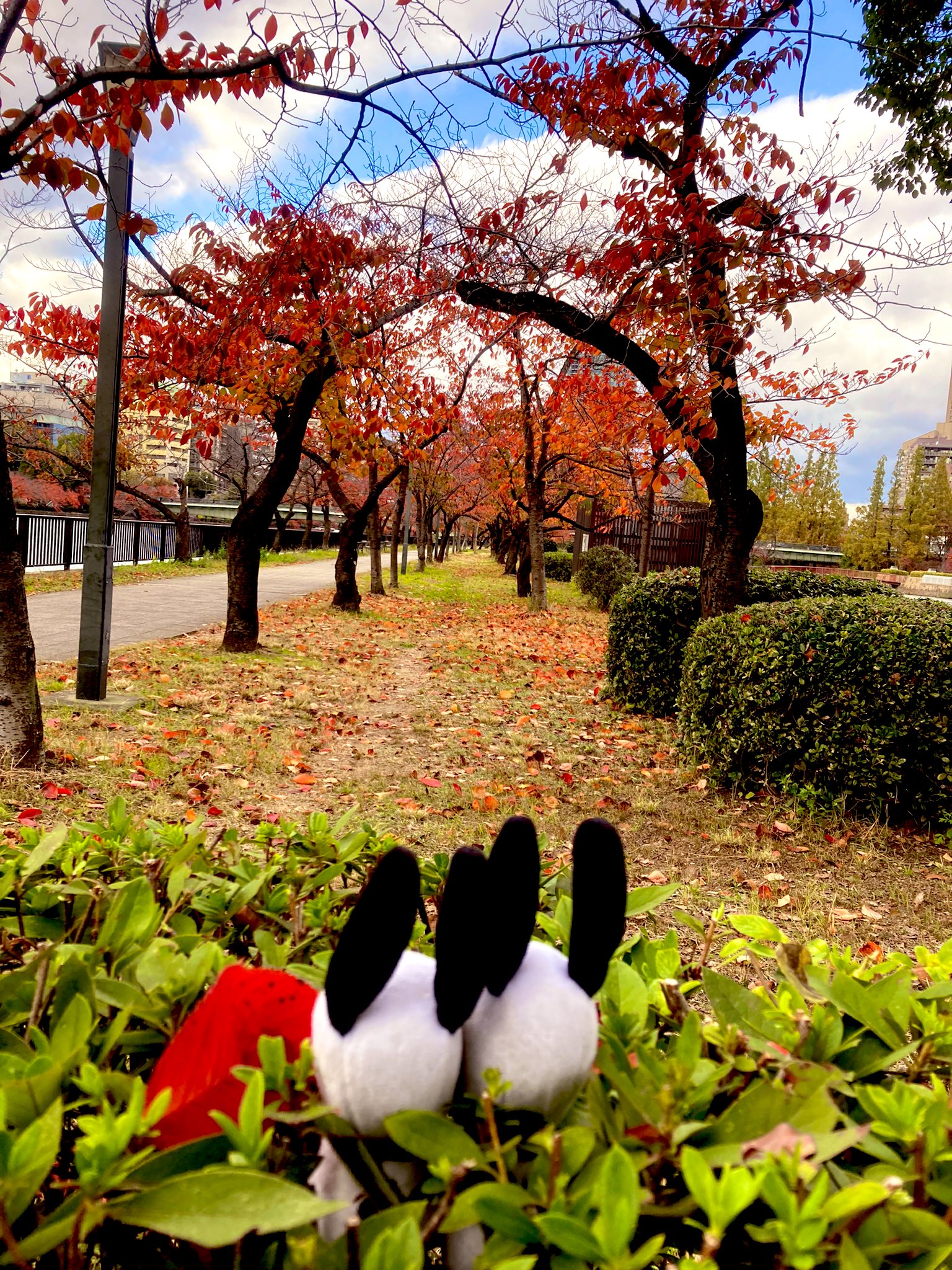 紅葉見納め Twitter Search Twitter