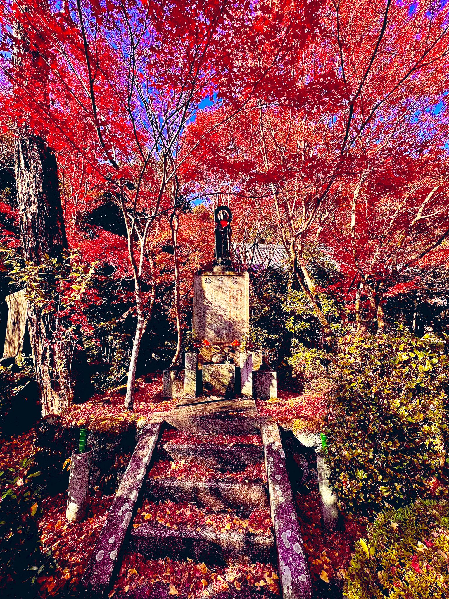 紅葉の絨毯 Twitter Search Twitter