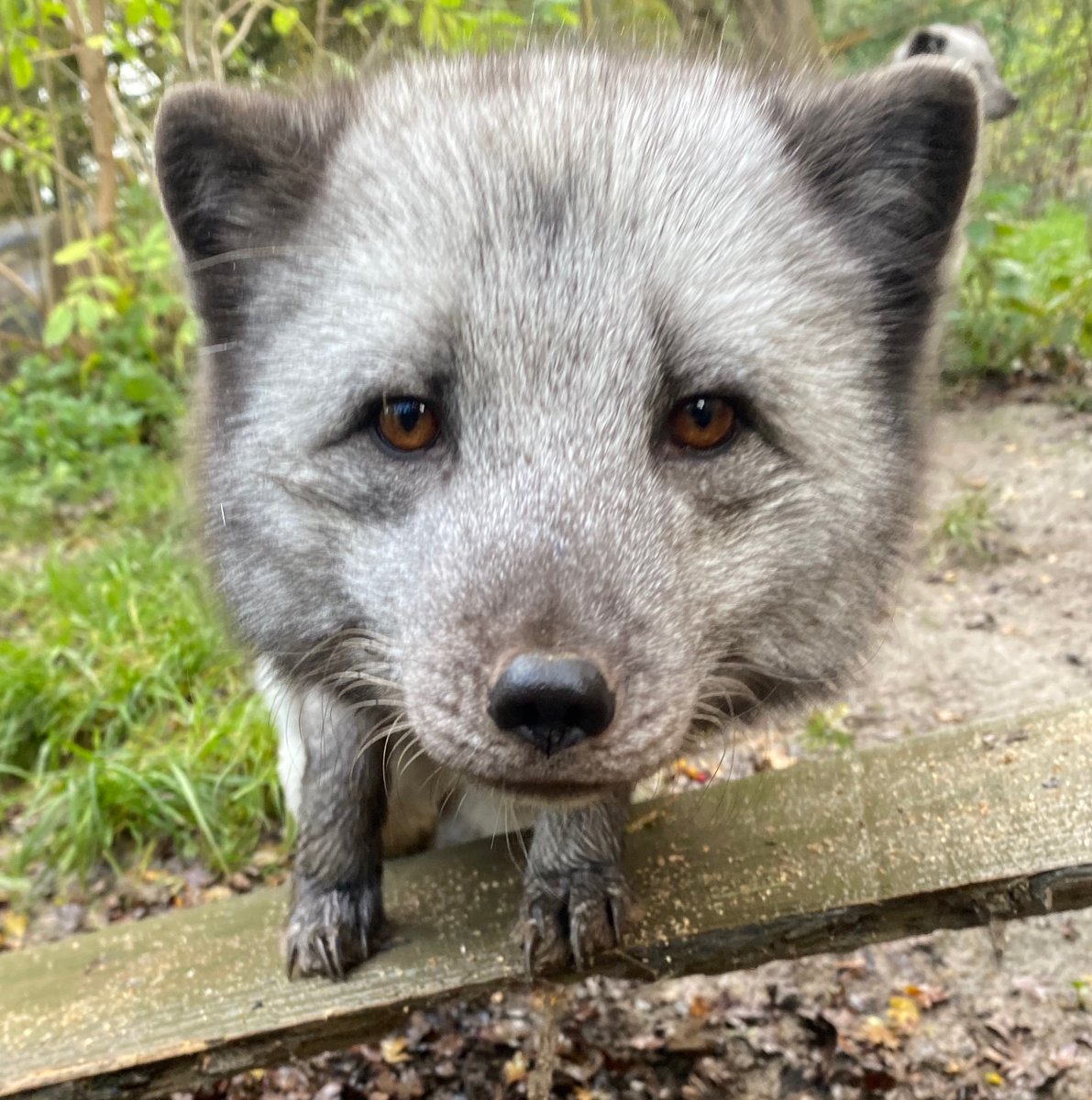 **ZOO CLOSED TODAY**

We are sorry to say that the Zoo is CLOSED today as one of our electric poles feeding the zoo has broken.
 
**Breakfast with Santa**
If you have a booking with us today, we will be in touch to reschedule once our electric and internet is back on.