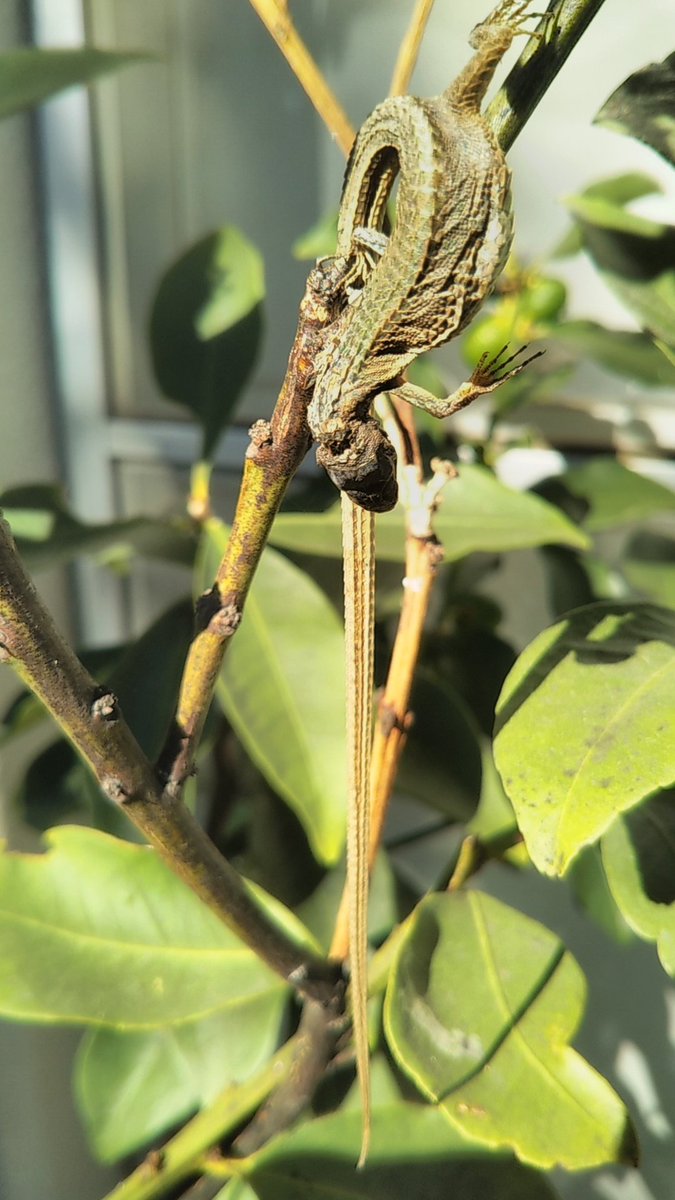 birdersan's tweet photo. 超、久々のツイートです。
ベランダの金柑の鉢植えにカナヘビのはやにえ。＃モズ ＃はやにえ #カナヘビ https://t.co/nhA848ovp4