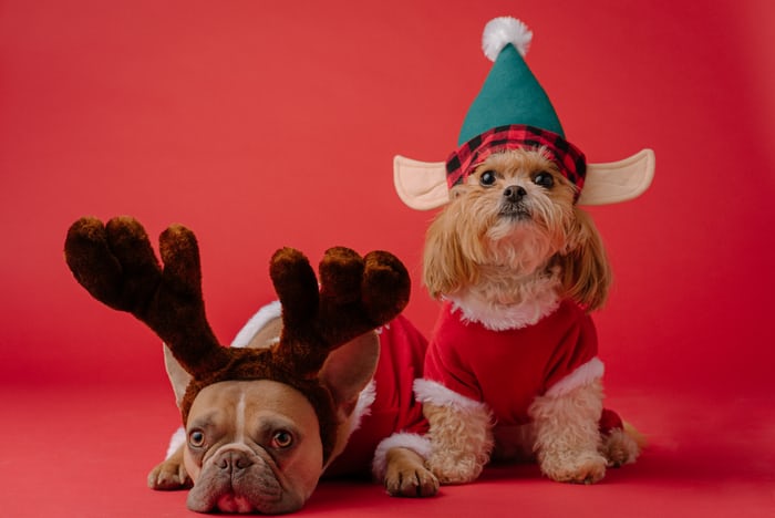 Pettrs_App's tweet photo. Santa has 2 new reindeer! Meet Bully and Fuzzy! Careful Rudolph! Someome else is after the spotlight!

Share your Christmas animal snaps using #ChristmasCompanions and sign up for early access at https://t.co/vS5c7L3gmC

Because they make life better. https://t.co/NV54QzymnK