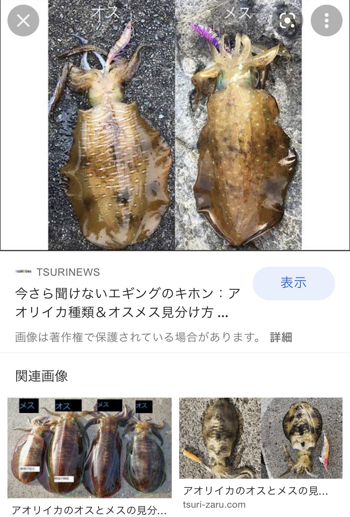 リリー 今はパン屋さん スーパーにアオリイカいた 昔からアオリイカの フォルムとか柄とか色が すごく好き 特にオス 裏側もいい オスのキーホルダー持ってる 自慢 イカって超頭いいの T Co V8i6hozsqt Twitter