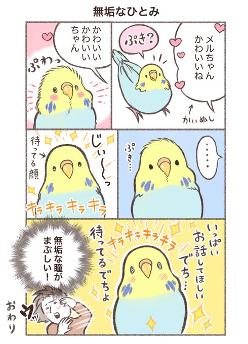 鳥野家の小鳥たち

マンガ「無垢なひとみ」🦜
メルちゃんに見つめられたら
飼い主フンスフンス😍💦

#セキセイインコ  #漫画が読めるハッシュタグ 