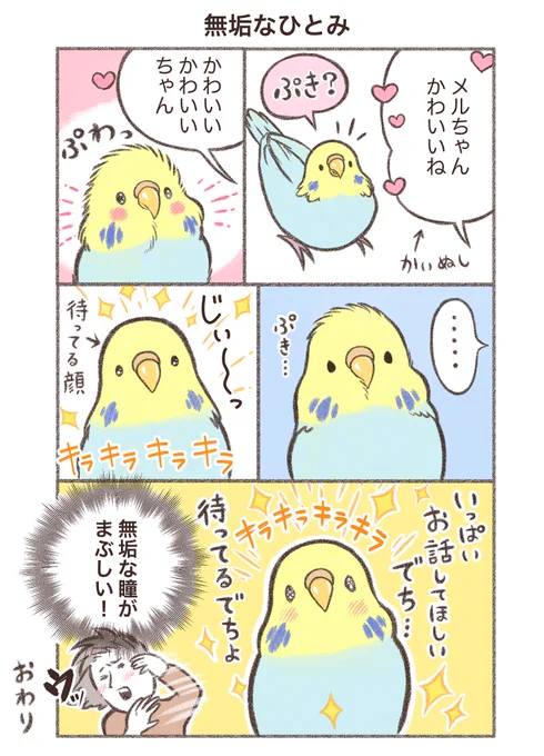 鳥野家の小鳥たち

マンガ「無垢なひとみ」🦜
メルちゃんに見つめられたら
飼い主フンスフンス😍💦

#セキセイインコ  #漫画が読めるハッシュタグ 