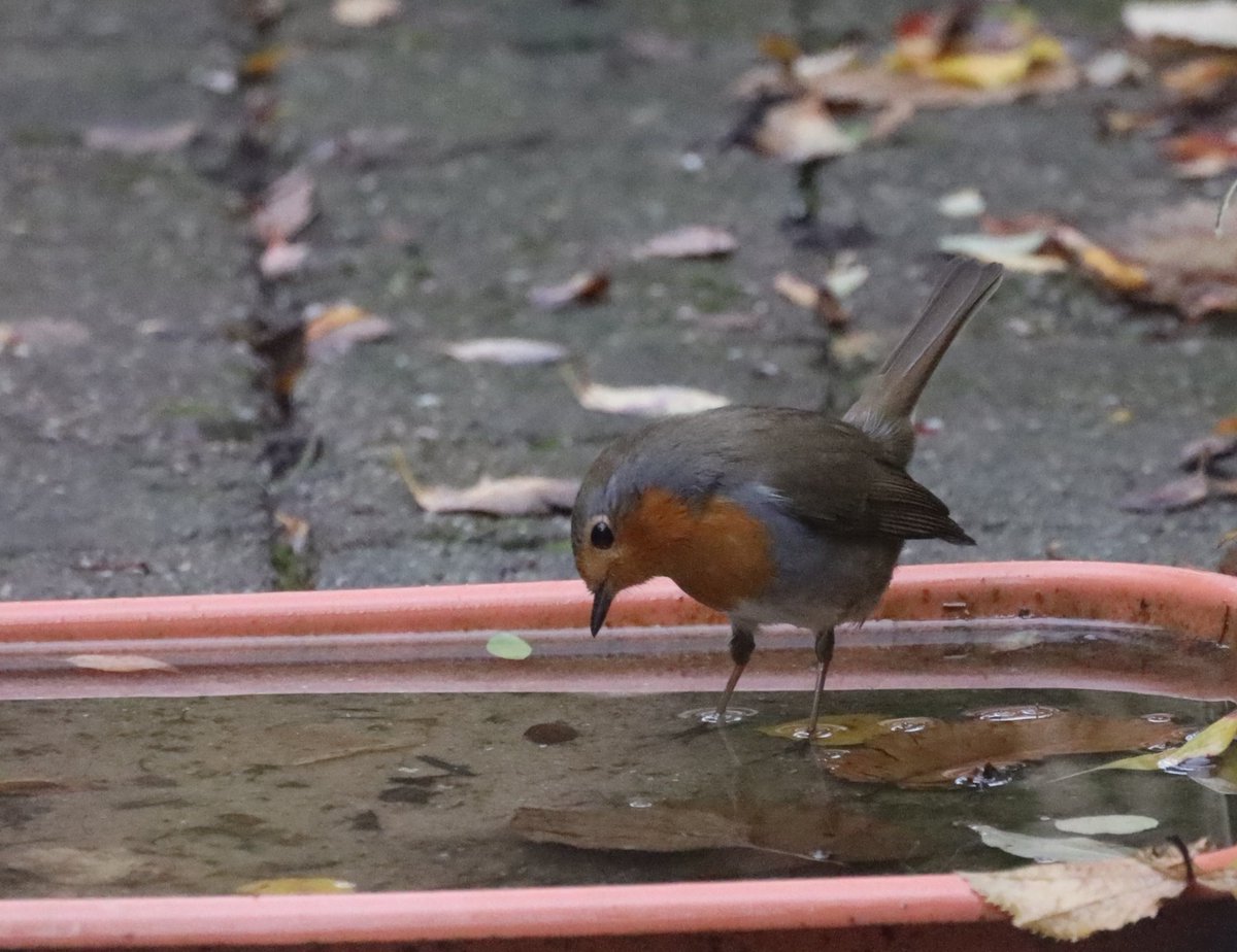 IsaVerbist's tweet photo. Robin suspicious about own reflection❤
#Robin #ddor #dailydoseofrobin #BirdsSeenin2021 @Britnatureguide
#ThePhotoHour #birdphotography #NaturePhotography @SIBirdClub #wildlifefrommywindow @NearbyWild #TwitterNatureCommunity #birdwatching #naturelovers #wildlifephotography https://t.co/GtftQkA7xy