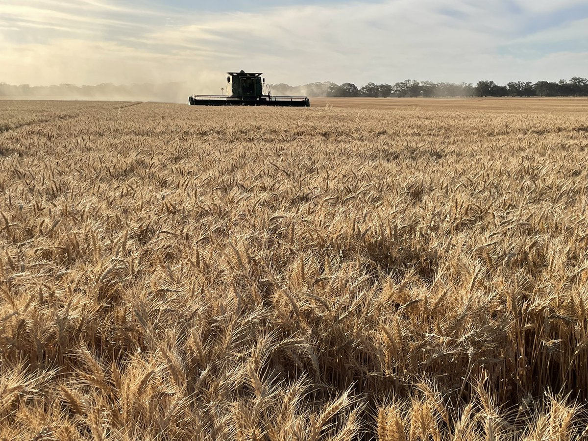 Willera Merinos tweet media