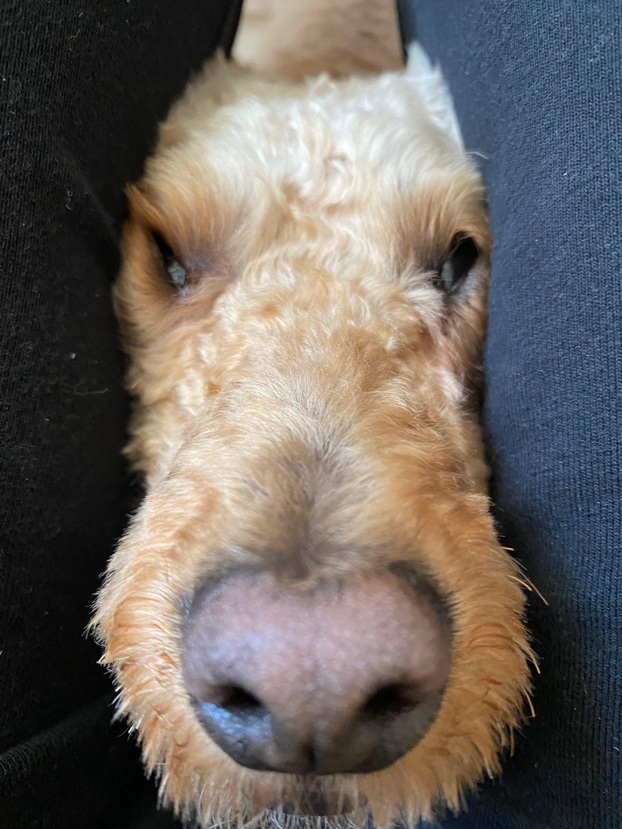 LaurelLeafChat's tweet photo. π© Little Pixie Poodle squeezes his head between my knees & I know it's time for a belly rub π
#poodle #poodlepups #toypoodle #apricottoypoodle #pixiebanditpoodle #pixiepoodle #lovemypet #pets #dogs #puppylove #dogsofinstagram #doggys #bellyrub #puppies https://t.co/pas4924wmy