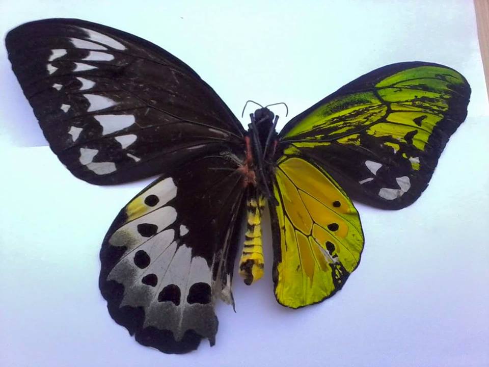 cristinamucciol's tweet photo. Ginandromorfismo, essere metà maschi, metà femmina. Accade anche alle api. E cosa vediamo noi? Una splendida creatura. 
A chi usa l'espressione "contro natura" come una pietra da lanciare, ecco la risposta in un battito d'ali. https://t.co/wNn6gbz5Rn