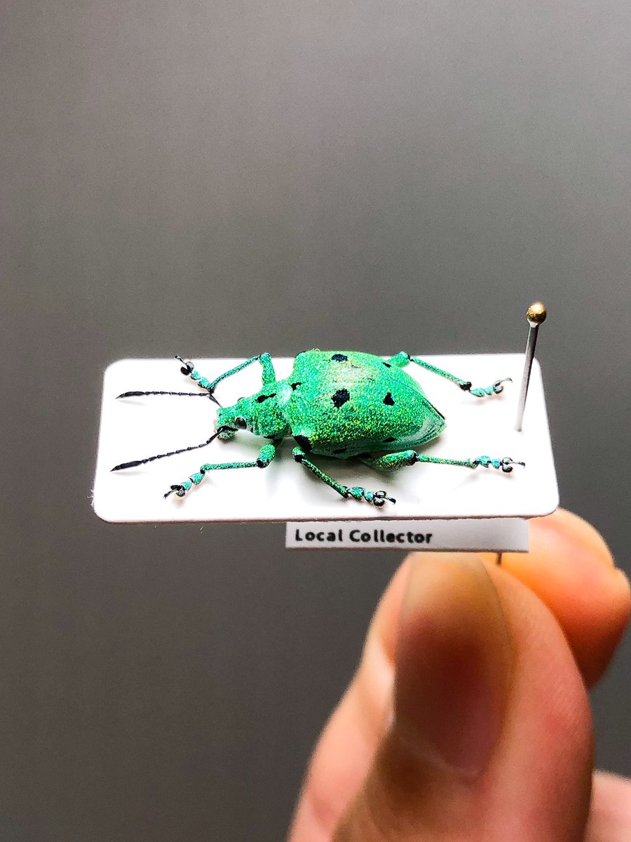 Polyteles stevenii 全身がラメ状の鱗片に覆われる美しい南米のゾウムシ