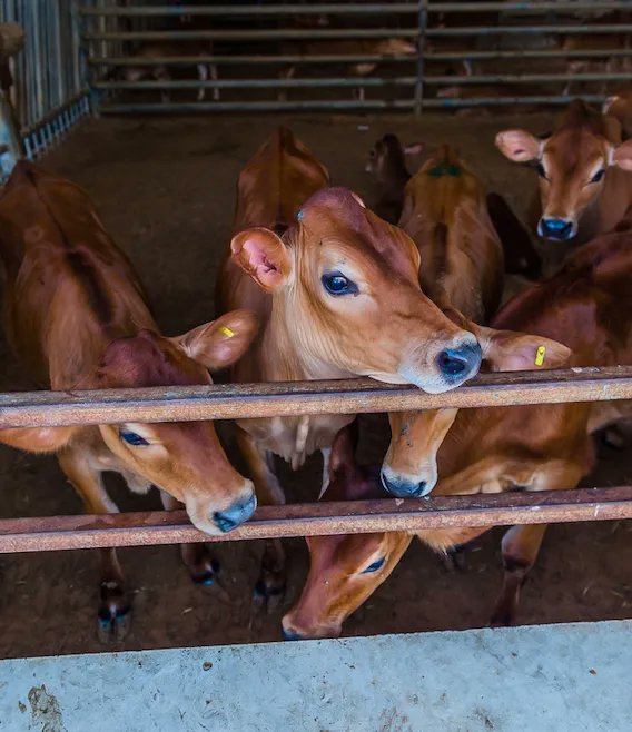 RumailahFarms's tweet photo. With more vitamins, protein and calcium than ‘regular milk’, the milk from our (absolutely adorable) Jersey cows not only is better for you, but tastes better too!
#RumailahFarms #LocalCows #JerseyMilk #JerseyCows #Fujairah #HormoneFree #ChemicalFree #Dibba #IceCream #UAEMilk https://t.co/CuzN0wB5jU