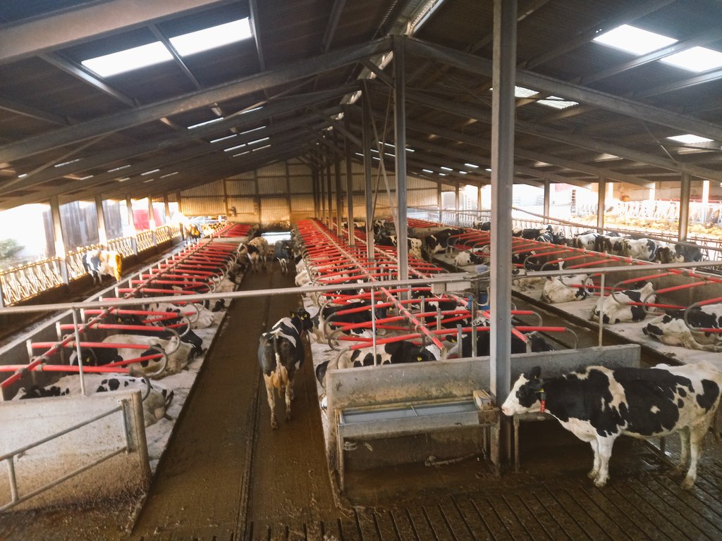 Easy like a Sunday December morning ☺. Cows very relaxed. What we like to see.