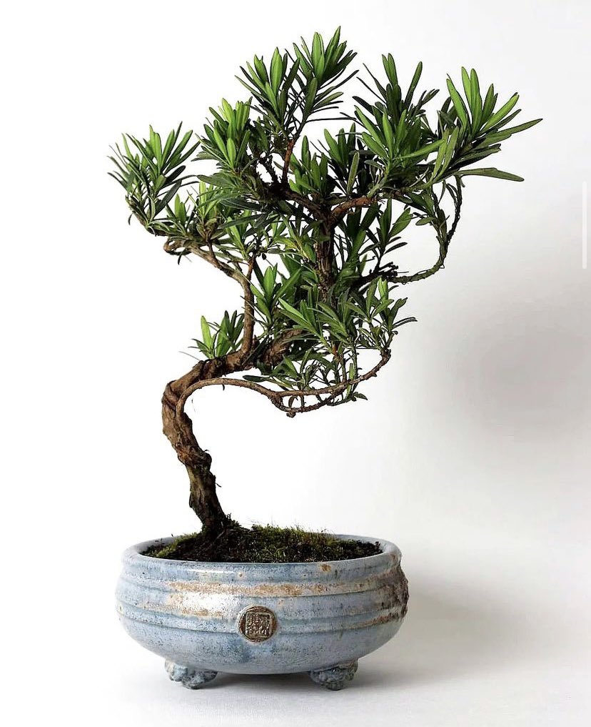 RaffiDerH's tweet photo. Jacob Chan ‘Pot Bellied Bonsai Pot’

@jchanceramics #jacobchan #potbellied #bonsai #pot #ceramic #ceramics #pottery #studiopottery #contemporaryceramics #bonsaitree #interiordesign #interiordecor #tree #blackmoregallery https://t.co/gJOT5v2ce5