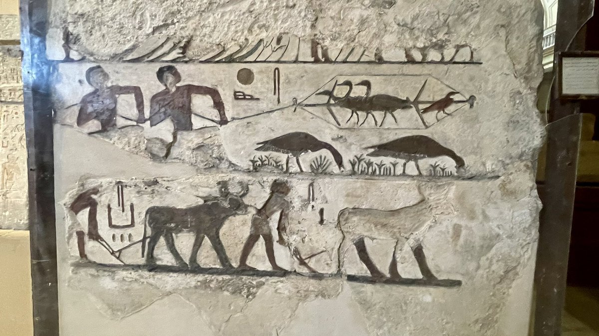 arqueoegipto's tweet photo. Todos los murales de la Mastaba de Nefermaat de #Meidum han sido restaurados en el Museo Egipcio de El #Cairo #egypt #egipto #egyptianmuseum https://t.co/4GhTYS0nzV