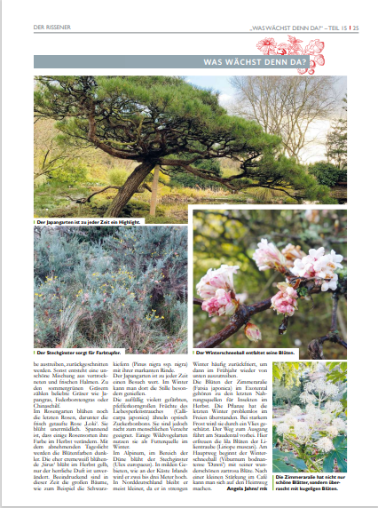 BotGartenHH's tweet photo. Vielen Dank für den schönen Artikel!
#rissener #lokischmidtgarten #herbst #botagrtenhh #japangarten #gräser #gartenarbeit https://t.co/u165kOPh6O