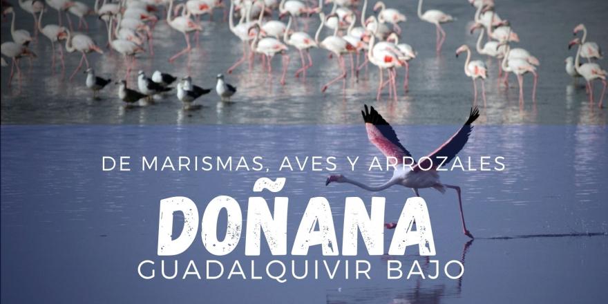 DIPUSEVI's tweet photo. El Guadalquivir Bajo en #Doñana 'De marismas, aves y arrozales' 🌾🦩 Descubre la provincia, porque Sevilla Enamora ➡️ https://t.co/ufRNuZPpMG

#SevillaEnamora #ProvinciaSev #TurismoSev #turismo #naturaleza #fotografía #historia #gastronomía #arroz @Sevilla_Turismo https://t.co/5C083OfS72