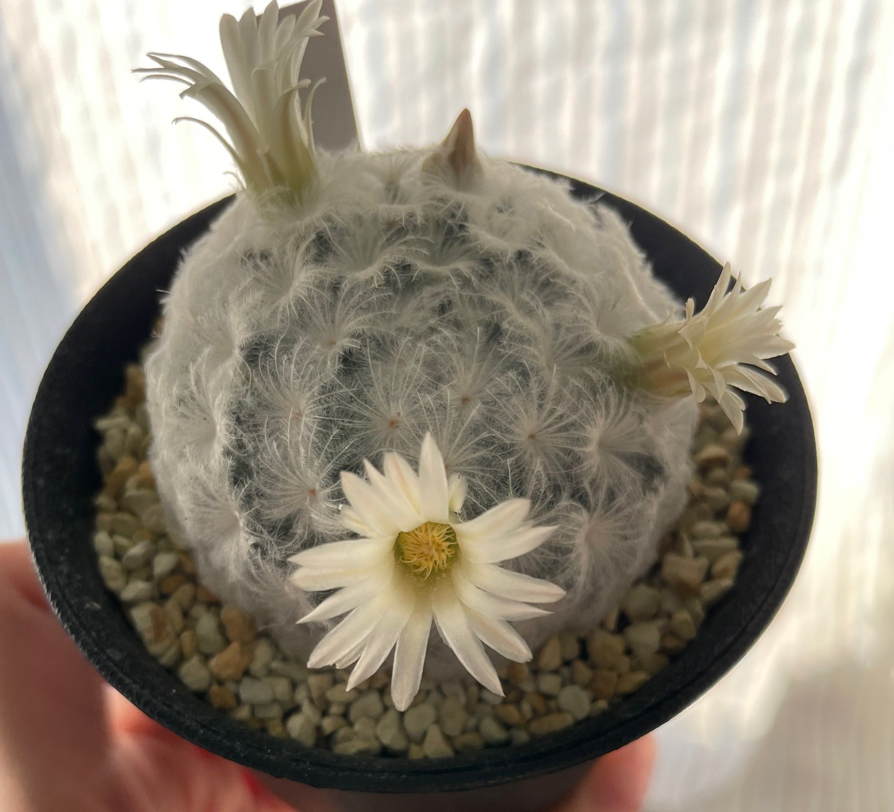 ウミウシ サボテンの花が咲いてきた よく見ると白い花びらに薄いピンクの線が入ってて可愛い トゲもフワフワ T Co Hynaxa2uam Twitter