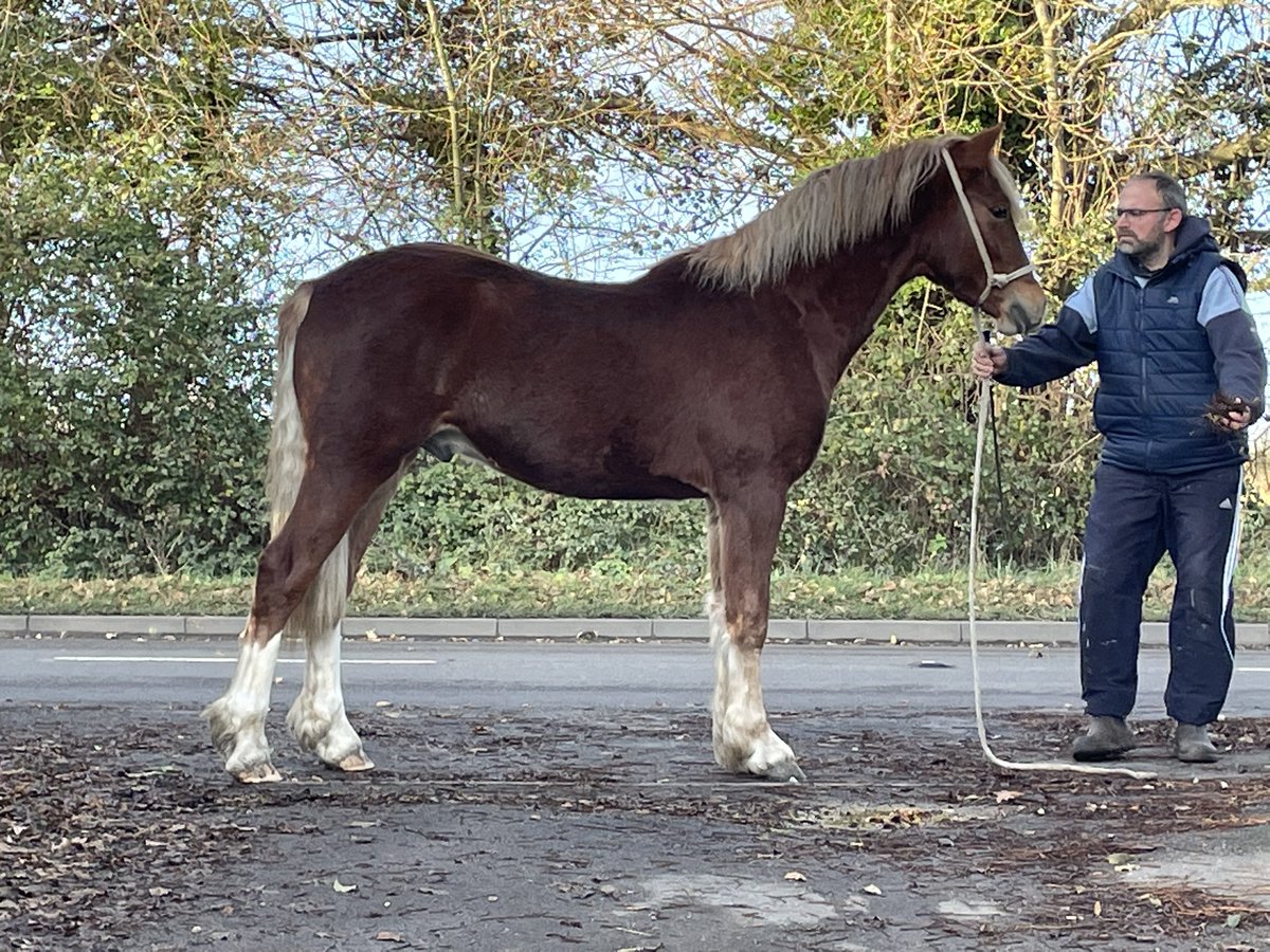 NottinghillStud's tweet photo. Nottinghill Stradivarius yearling welsh cob colt and Nottinghill Statesman 3 year old welsh cob gelding. https://t.co/ixR0UJBVd3