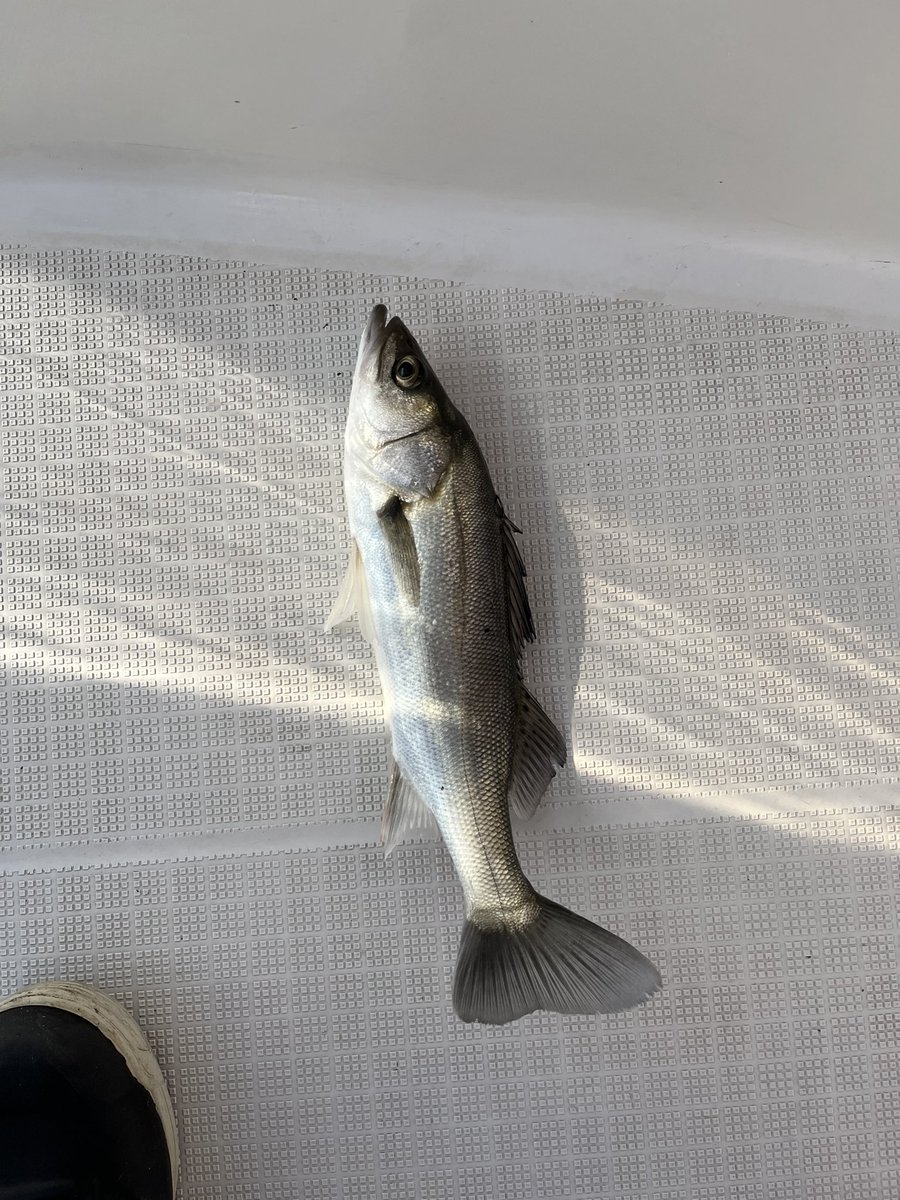 marukunaruyone's tweet photo. ボトゥ🛥🎣

本日は船内100ヒット以上だったんダス😆
えっ？サイズですか？🤫ww

#ボートシーバス #ピーズ
#邪道 #jado #冷斬20g
#GOSEN #ROOTS #FCLEADER
#セイゴハンター https://t.co/fp4QBme3U5