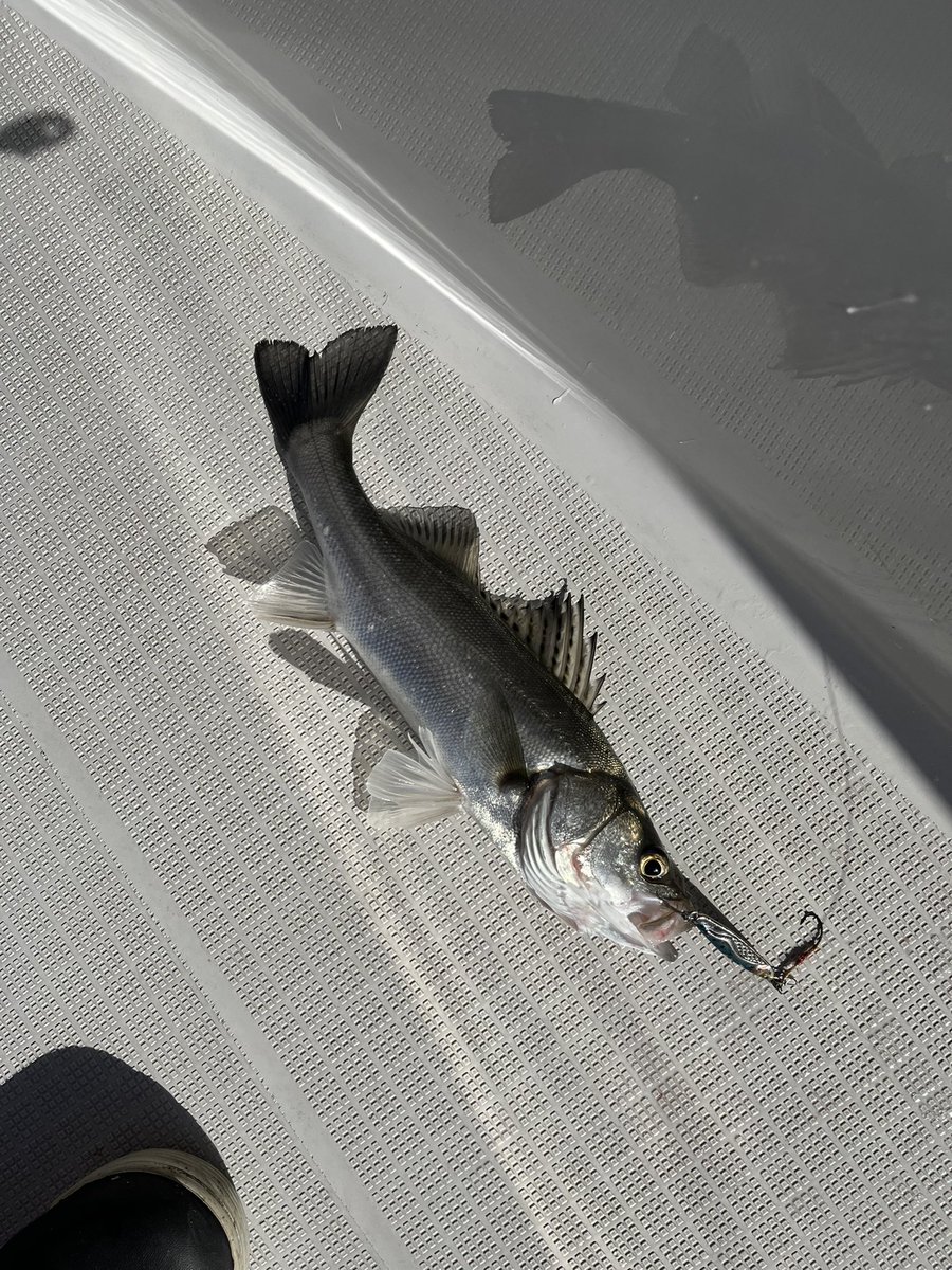 marukunaruyone's tweet photo. ボトゥ🛥🎣

本日は船内100ヒット以上だったんダス😆
えっ？サイズですか？🤫ww

#ボートシーバス #ピーズ
#邪道 #jado #冷斬20g
#GOSEN #ROOTS #FCLEADER
#セイゴハンター https://t.co/fp4QBme3U5