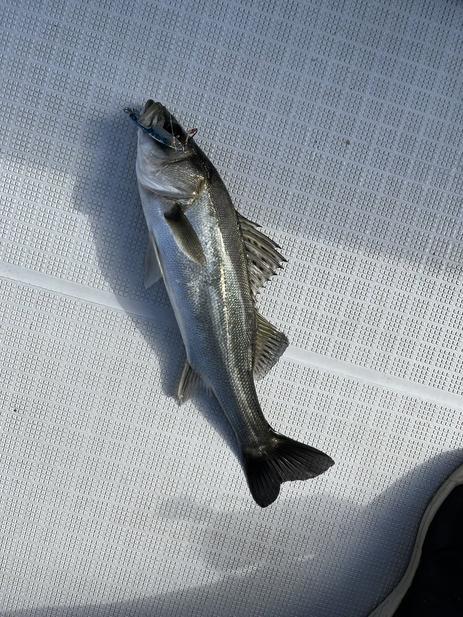 marukunaruyone's tweet photo. ボトゥ🛥🎣

本日は船内100ヒット以上だったんダス😆
えっ？サイズですか？🤫ww

#ボートシーバス #ピーズ
#邪道 #jado #冷斬20g
#GOSEN #ROOTS #FCLEADER
#セイゴハンター https://t.co/fp4QBme3U5