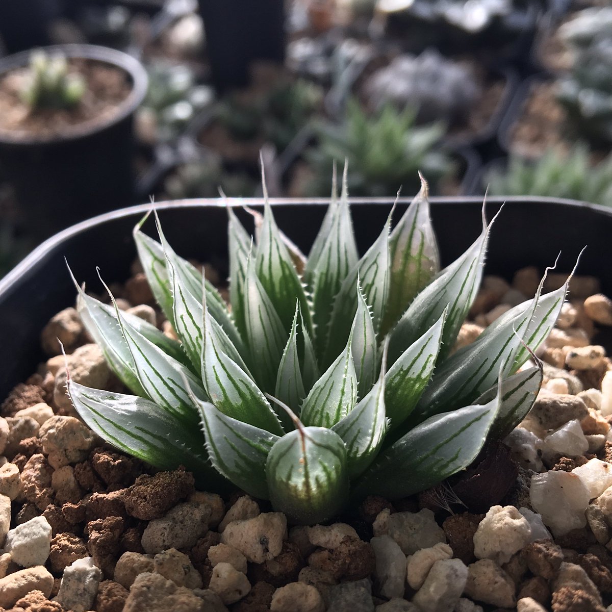 むちゃんこ日陰で育ててる Haworthia davidii, IB6970, Payne's hill