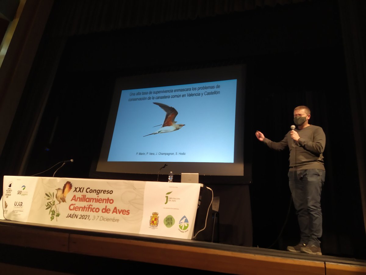 AnillamientoSEO's tweet photo. @MarinGotur en el #CongresoAnillamiento @SEO_BirdLife @CMA_SEOBirdLife presenta resultados de su estudio (@pablovera_g ) con la canastera común en Valencia y Castellón. 
Problemas de conservación en la especie https://t.co/aTA2MBVJPI