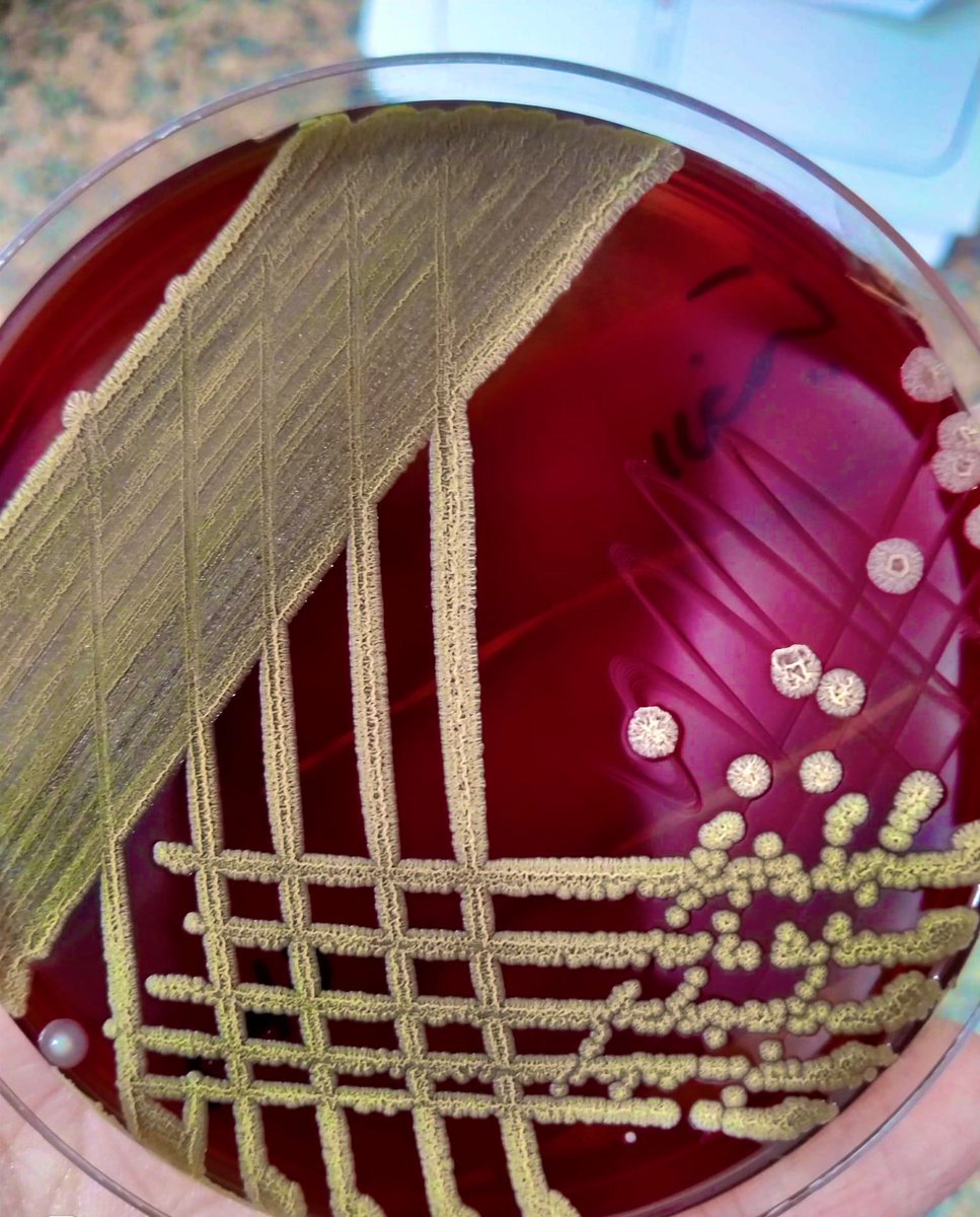 SA_Microbiology tweet picture