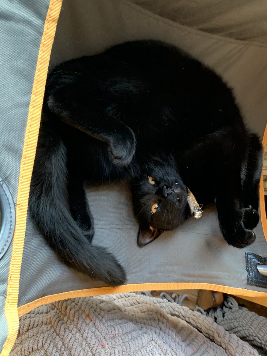 MiloFizzGeordie's tweet photo. You’ve marvelled at Flying Fizz, the daredevil 😈 (well devil 😹) cat.  Today Circus de Geordie are proud to present  the crazy contortionist Milo the Muscle Manipulator 😹😹😹 #CatsOfTwitter https://t.co/8uQJrdWuo7
