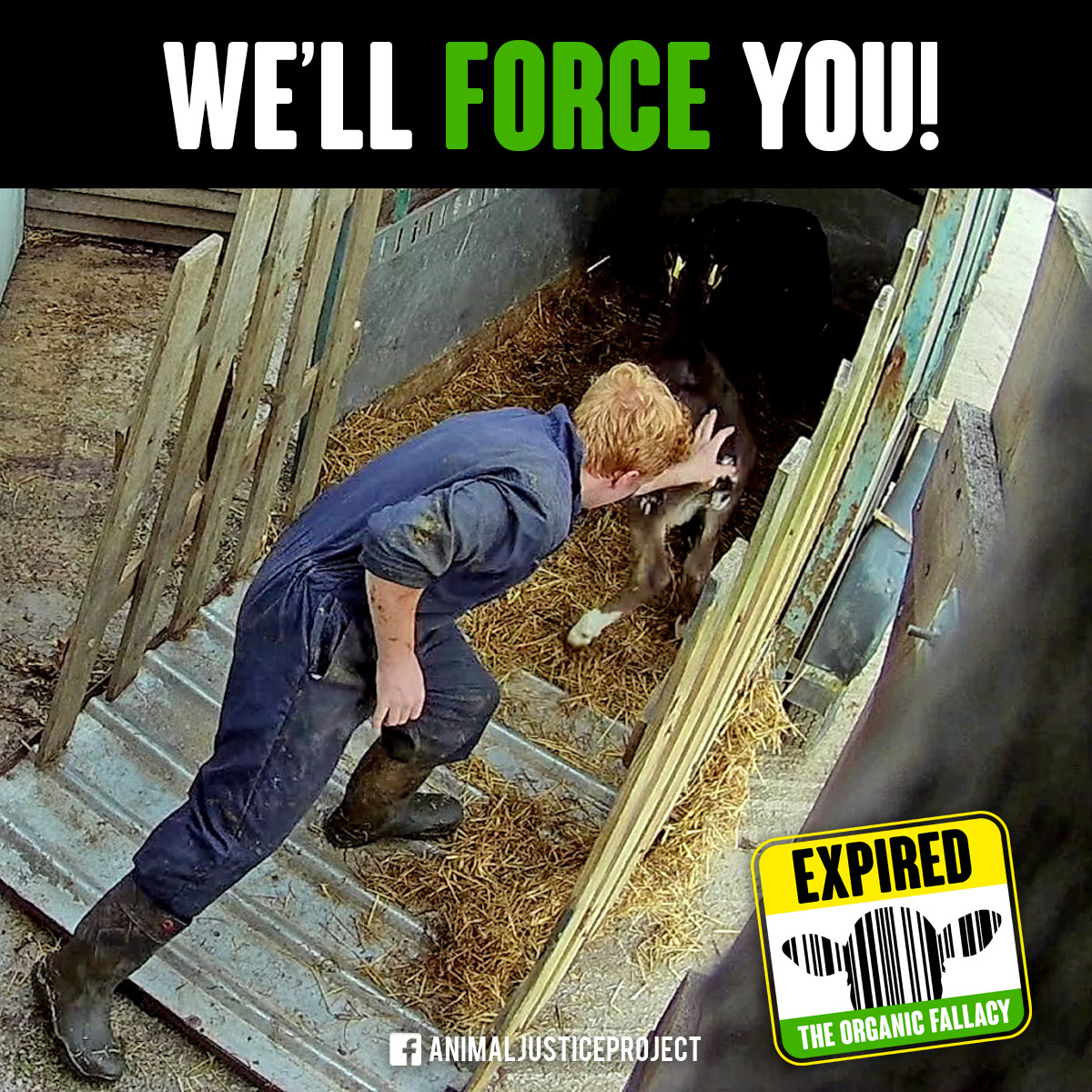 ajpReact's tweet photo. This is another image from our investigation of @BathSoftCheese, linked below.
👉https://t.co/tgAoqWvEUM
#THEORGANICFALLACY #MILKINGIT #EXPIRED #OrganicDairy #BathSoftCheese #GoVegan #BathSoftCheeseCompany #BritishDairy #BritishCheese #FamilyFarm #DairyFarm https://t.co/NW5EPUnfzB