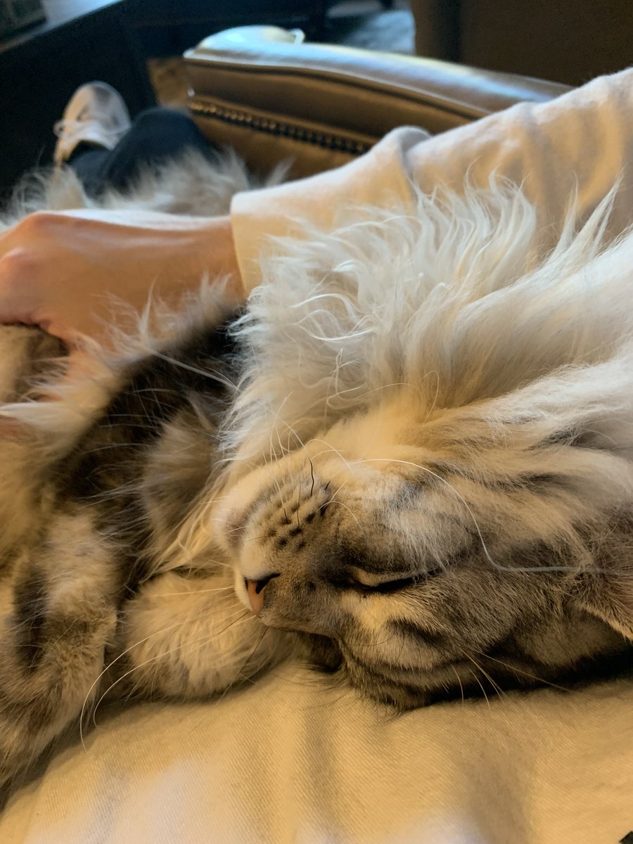 twifyee's tweet image. Love my cat! 🥺