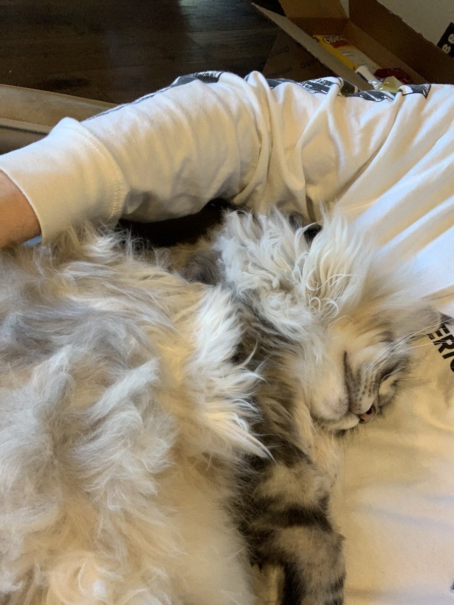twifyee's tweet image. Love my cat! 🥺