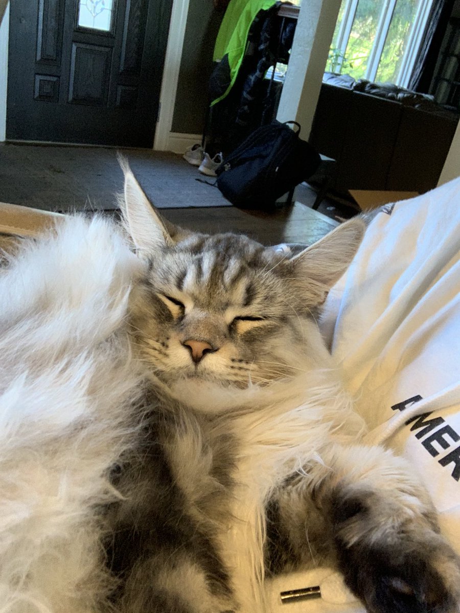 twifyee's tweet image. Love my cat! 🥺