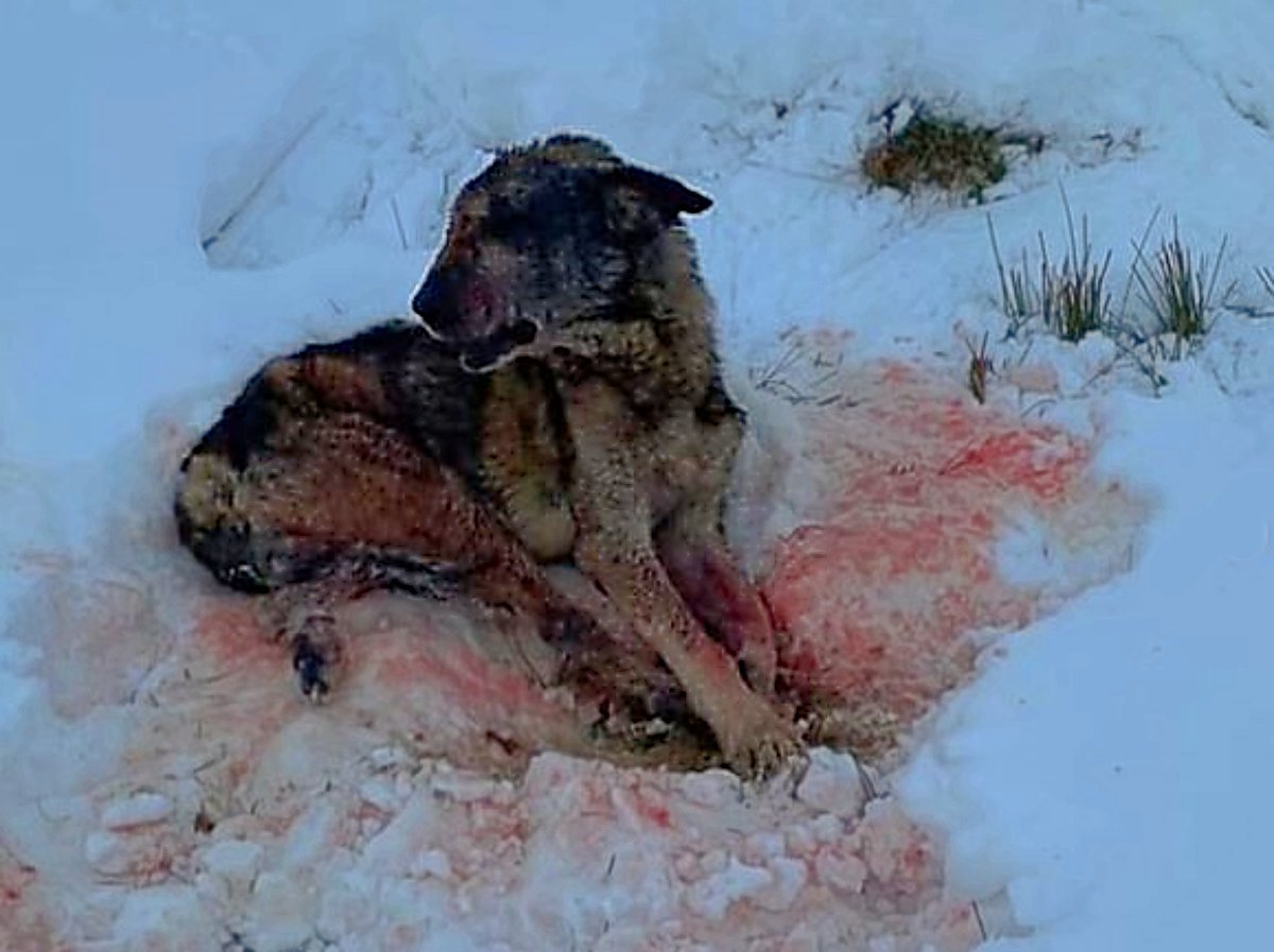 SOS Abuelos tweet media