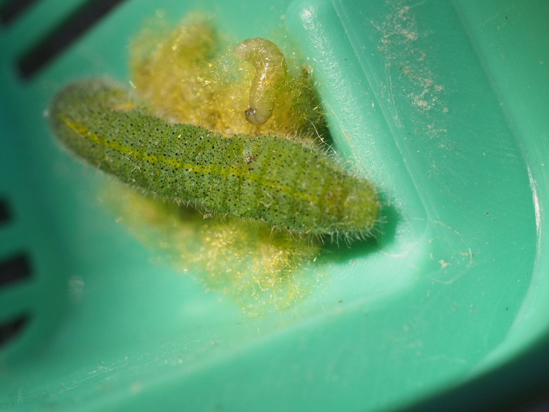 Cocoapiyo 気温が低くなってきたのに モンシロチョウの幼虫に寄生するアオムシコマユバチの幼虫が多い この季節でも寄生されてしまう モンシロチョウ チョウ 蝶 寄生バチ アオムシコマユバチ モンシロチョウの幼虫 寄生バチの幼虫 T Co