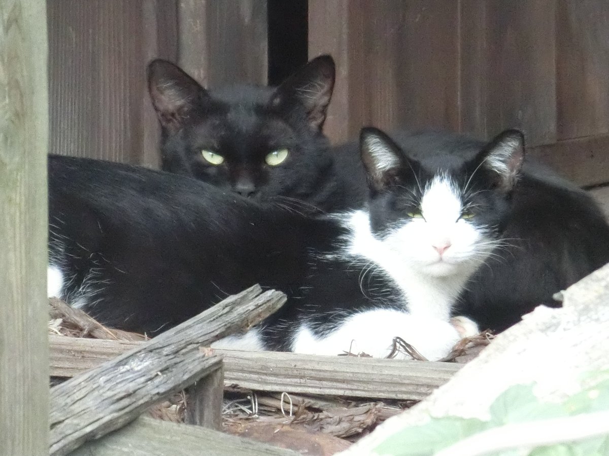 古川 孝治 tweet media