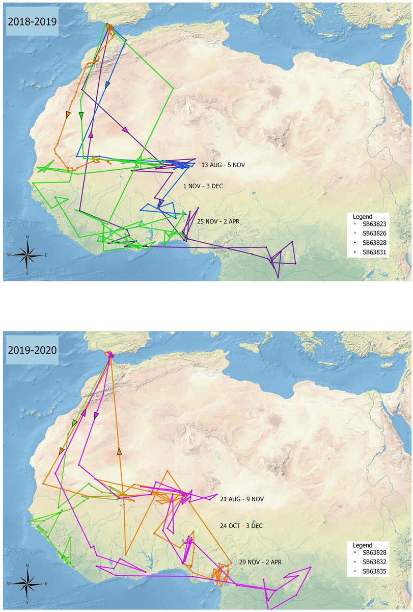 rytikerttunen's tweet image. .@FinlaysonGib et al (2021) Birds with multiple homes: the annual cycle of the #pallidswift @PLOSONE
👉bit.ly/3dnmAPm | #ornithology #birdmigration #birdtracking | @TysonLeeHolmes @GibGerry @antqueeny @CliveFinlayson | @GibraltarMuseum @Uni_Gib @alameda_gardens @gonhsgib