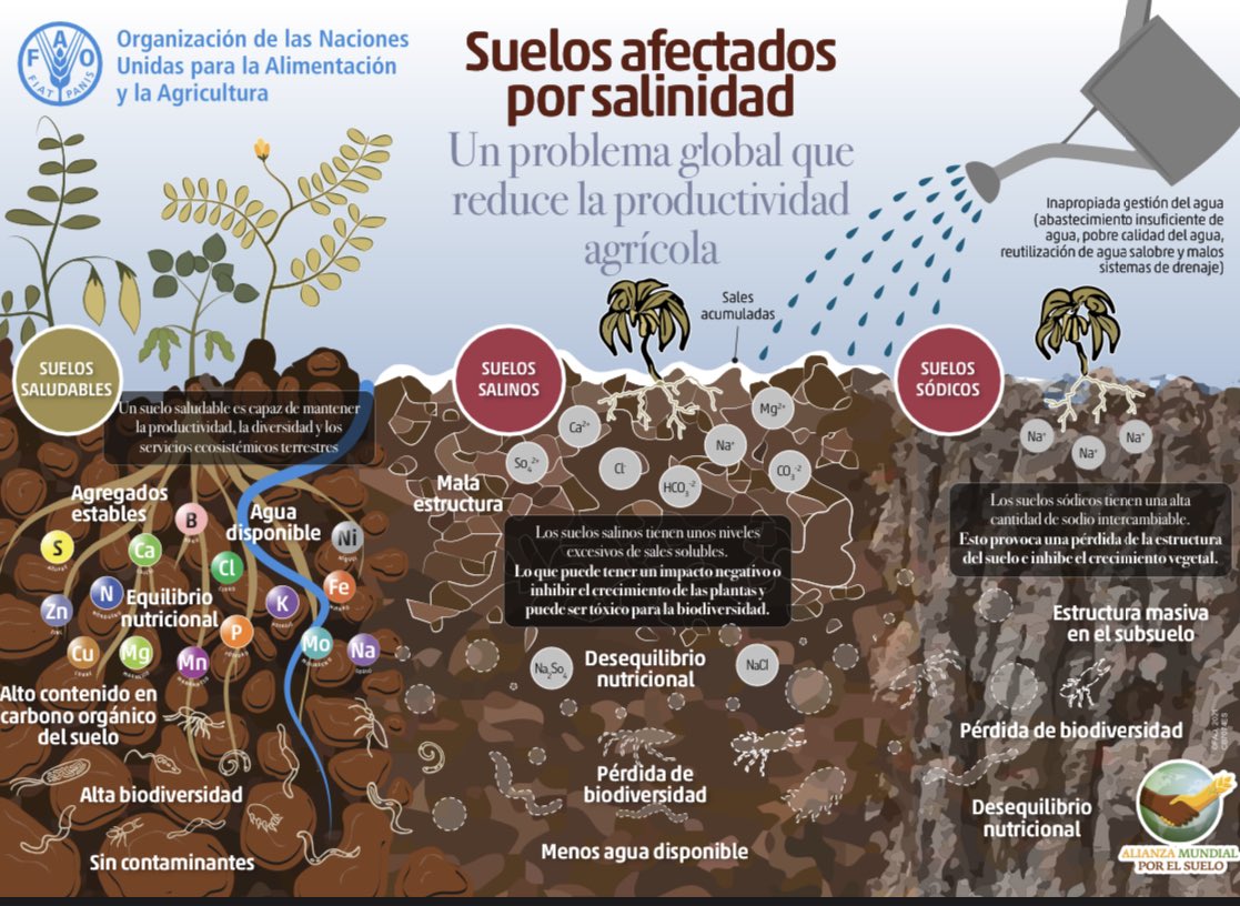 ETSIAMCordoba's tweet photo. 🗣La salinización es uno de los problemas mundiales más importantes para la producción agrícola, la seguridad alimentaria y la sostenibilidad, especialmente en las regiones áridas y semiáridas. #diamundialdelsuelo #WorldSoilDay 🌾🌐 https://t.co/e5KEOuOAT9