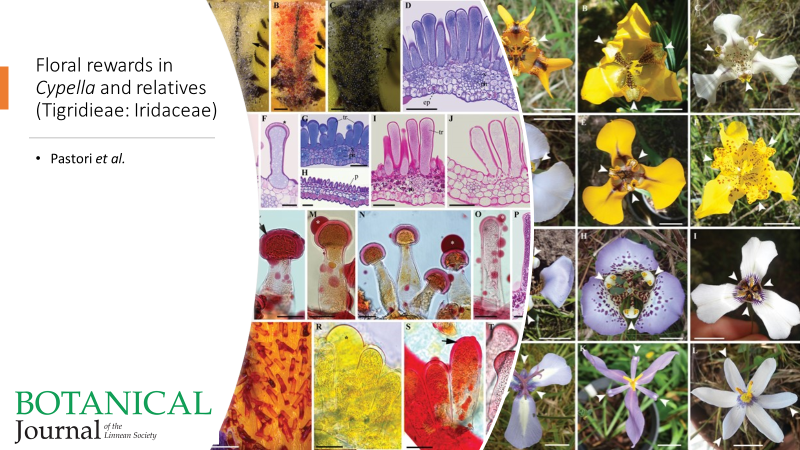 BotJLinnSoc's tweet photo. Untold diversity of floral rewards in #Cypella (#Tigridieae: #Iridaceae) and relatives
Pastori et al. #Anatomy #Nectaries #Elaiophores #Histology #Herbertia #Kelissa #Onira https://t.co/Jg917bP0tE https://t.co/QWxilus14b