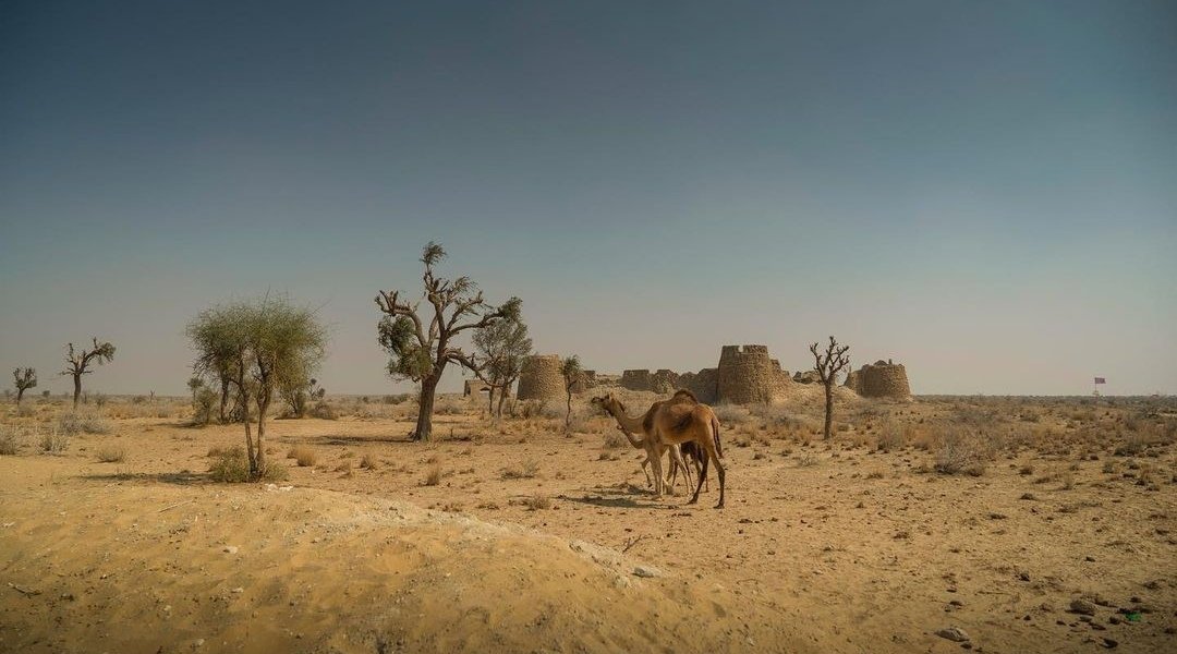 Lillajee's tweet photo. Cholistan A hidden tourist spot for winter. #NationalTreeWeek #outdoors #OneWordForPakistan https://t.co/frVsF88qH1