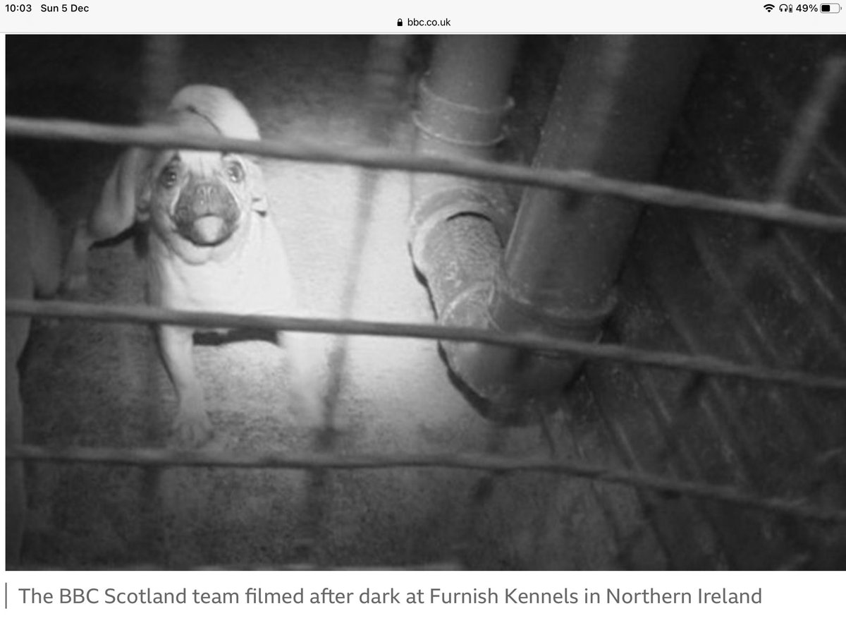 BrindleLad's tweet photo. Fantasy v reality. The lies the puppy farmers peddle v the reality of what you are buying. @ScottishSPCA @USPCA_Official @marcthevet @ZacGoldsmith @edwinpootsmla @RobinNewton4MLA @DefraGovUK @daera_ni #KeepMeOffYourXmasList #LucysFlaw https://t.co/j1uYMFyh8t