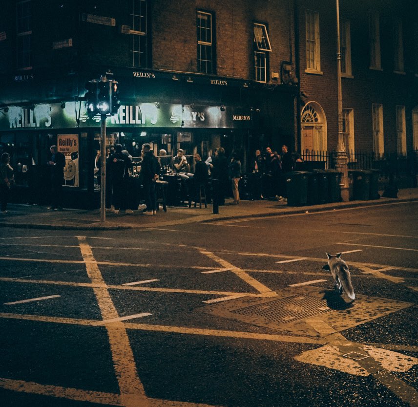 #foxontherun #fox #reillysbar #dublin #ireland #dublinexplore #lovindublin #visitdublin #discoverdublin #bestirelandpics #daily_ireland #tourismireland #incredible_europe #europestyle_ #visit_europe #raw_street #igersstreet #ladbibleireland #joepic #sonyalpha