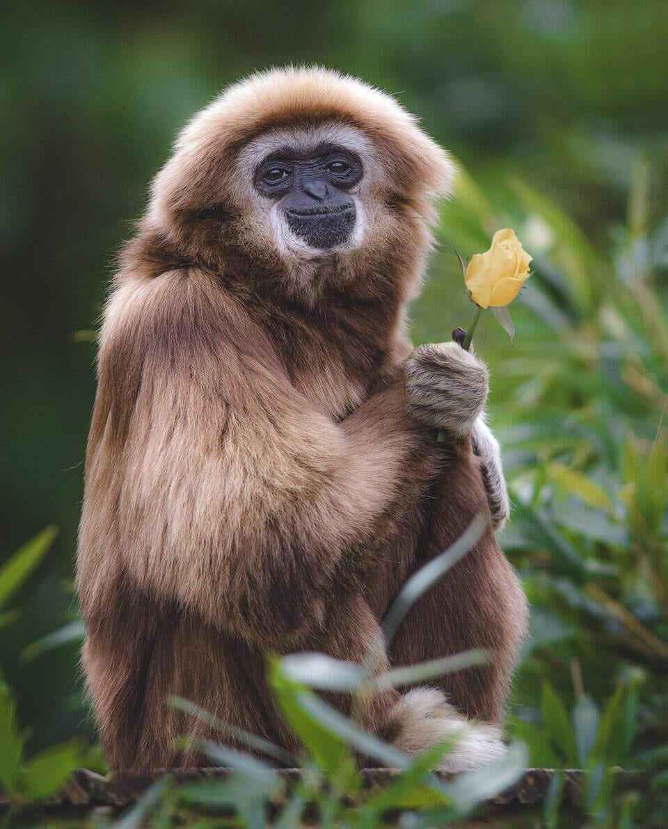 TiklaHaber_com's tweet photo. 🐒 Elinde çiçek tutan gibon maymunu. https://t.co/liavvrjVtF