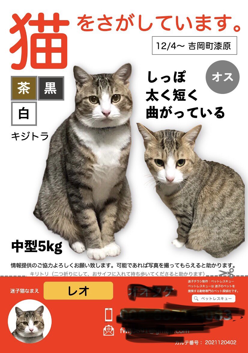 fwij0691feb18's tweet photo. 愛猫探しています

気がちっちゃくて人見知りな子なんでたぶん隅っこの方に隠れていると思います

今首輪はしていません

＃拡散希望
＃迷い猫
＃群馬
＃吉岡
＃漆原
#猫 https://t.co/ptZa2Yl2Dy