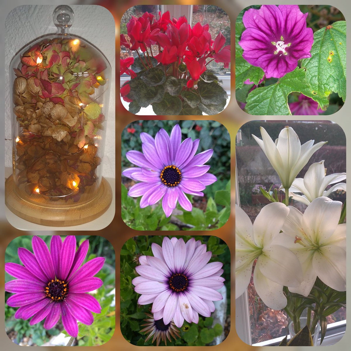 Celiawood18's tweet photo. #sevenonsunday 
A mix of indoor and outdoor plants from the last week. Cyclamen and Lillies. Osteospermum and Mallow in bloom still. Christmas decoration of dried Hydrangea flowers. Thanks to @GardenHomecraft for this idea. 
😊 https://t.co/lt5dGQAgbV