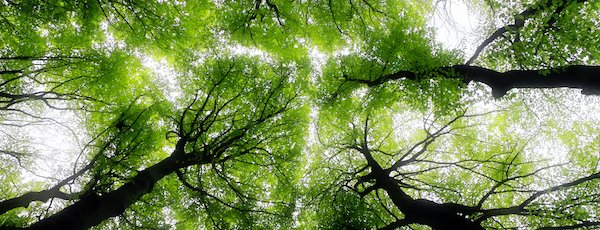 Come along for an hour on environmental targets, strategies and monitoring with <a href="/jonathandykes1/">Jonathan Dykes</a> tomorrow at 14:00.

🪴 Register: bit.ly/3kedyIg

Then and stick around for 30mins #GreenELT chat with like-minded #ELT colleagues! 

@SchoolsStandard @NILE_ELT <a href="/ChristoELT/">Christopher Etchells</a>