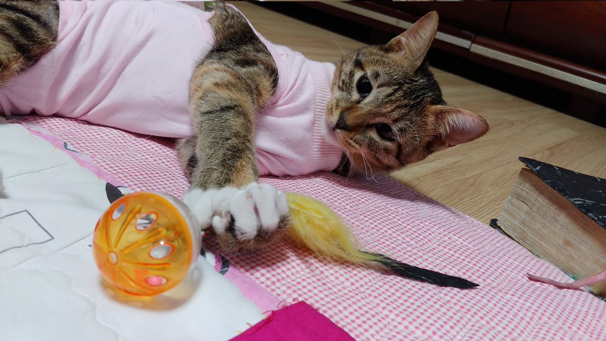 우리 냥이님이 중성화수술후
집에서 요양중이셔용ㅋㅋ