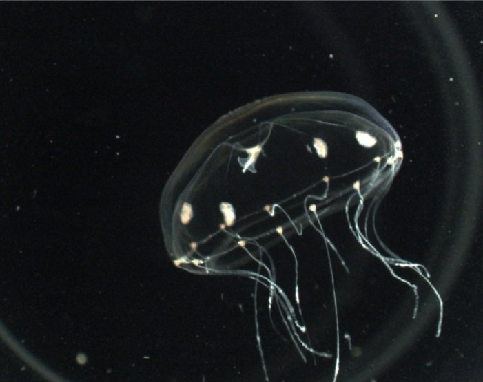 One for #neurobiologists: "Jellyfish species proves its mettle as a neurobiology model organism | National Academy of Sciences" blog.pnas.org/2021/12/jellyf…