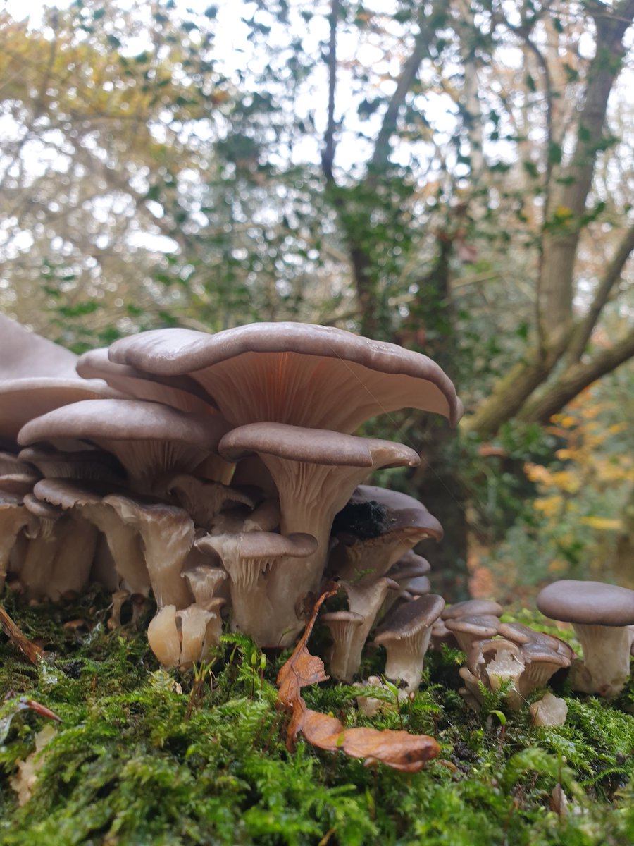 honeypotblogs's tweet photo. Magnificent cluster!! Look at bit oyster mushroomy but could be wrong! Any ideas @bernoid https://t.co/GBp5Lv1xWQ